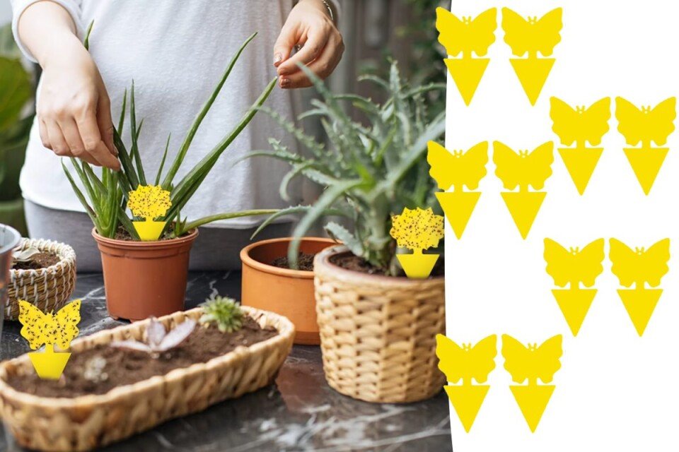 Αυτοκόλλητες παγίδες μυγών FlyHold, 10 τεμάχια