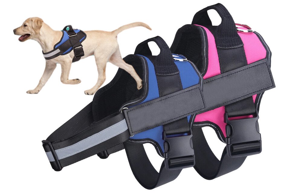 Guinzaglio per cani SafeWalk, blu e rosa colore