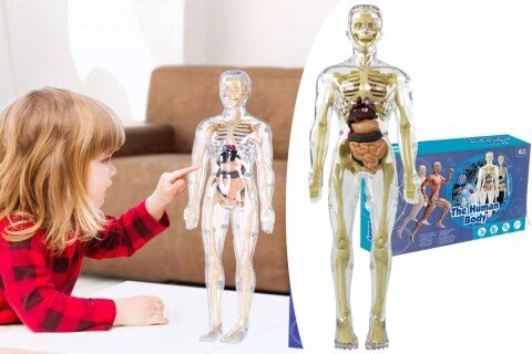 3D-Modell zum Erlernen der menschlichen Anatomie VisioBody