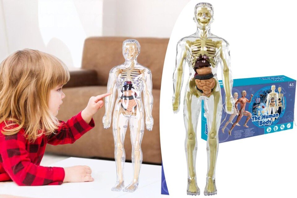 3D-Modell zum Erlernen der menschlichen Anatomie VisioBody