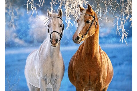 CASTORLAND Puzzle - 260 db, lovak