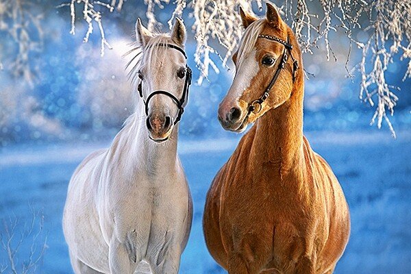 CASTORLAND Puzzle - 260 db, lovak