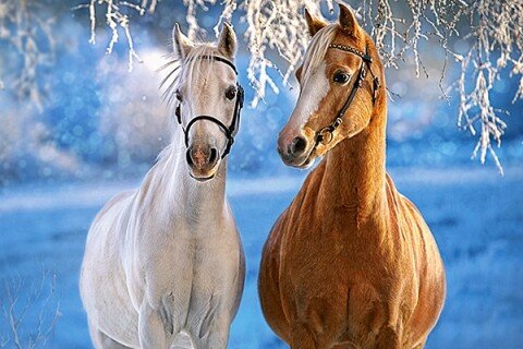 CASTORLAND Puzzle - 260 db, lovak