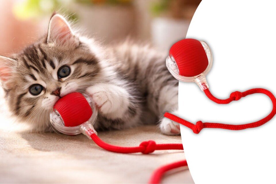 Zabawka dla zwierząt BuzzyBuddy, która porusza się po dotknięciu